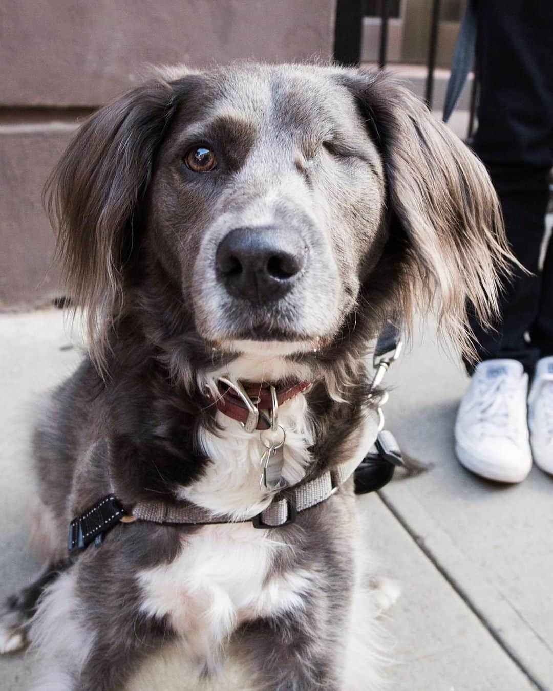 The Dogistさんのインスタグラム写真 - (The DogistInstagram)「Stella, mix (3 y/o), 9th & 1st Ave., New York, NY • “She was born with cancer on her eyelid. She had no hair on her eyelid and they thought it was mites, but it was cancer. She had a few surgeries and they removed her eye, but it didn’t affect her. I think it’s like she gained an eye. She runs around like it never happened and she never meets a person she doesn’t like.” @stellacrossbones」6月28日 3時33分 - thedogist