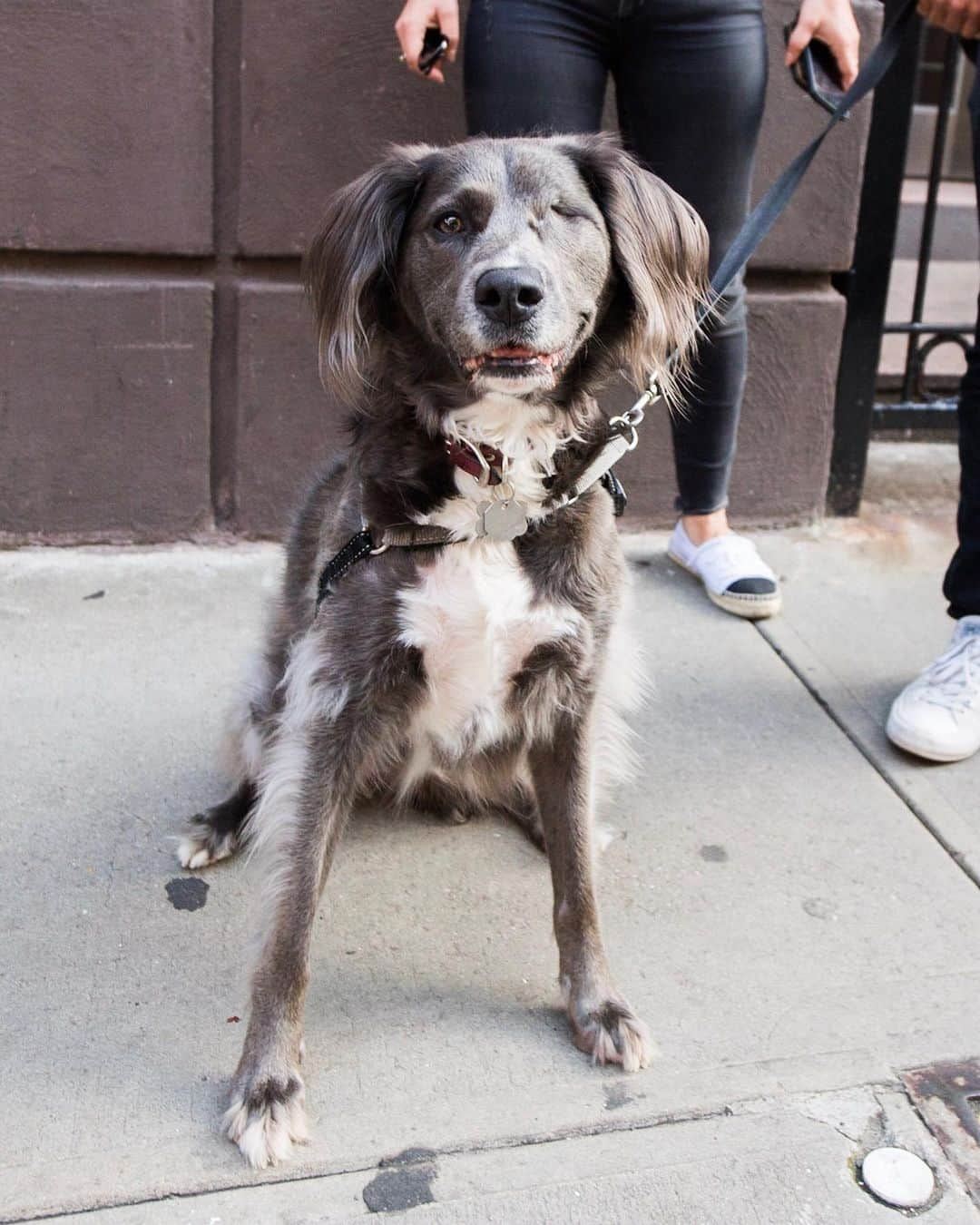 The Dogistさんのインスタグラム写真 - (The DogistInstagram)「Stella, mix (3 y/o), 9th & 1st Ave., New York, NY • “She was born with cancer on her eyelid. She had no hair on her eyelid and they thought it was mites, but it was cancer. She had a few surgeries and they removed her eye, but it didn’t affect her. I think it’s like she gained an eye. She runs around like it never happened and she never meets a person she doesn’t like.” @stellacrossbones」6月28日 3時33分 - thedogist