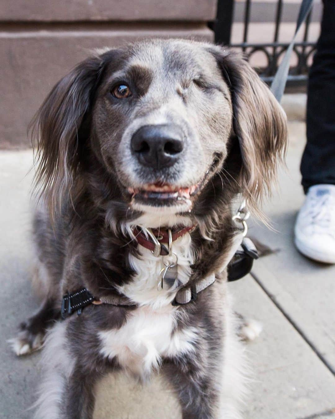 The Dogistさんのインスタグラム写真 - (The DogistInstagram)「Stella, mix (3 y/o), 9th & 1st Ave., New York, NY • “She was born with cancer on her eyelid. She had no hair on her eyelid and they thought it was mites, but it was cancer. She had a few surgeries and they removed her eye, but it didn’t affect her. I think it’s like she gained an eye. She runs around like it never happened and she never meets a person she doesn’t like.” @stellacrossbones」6月28日 3時33分 - thedogist