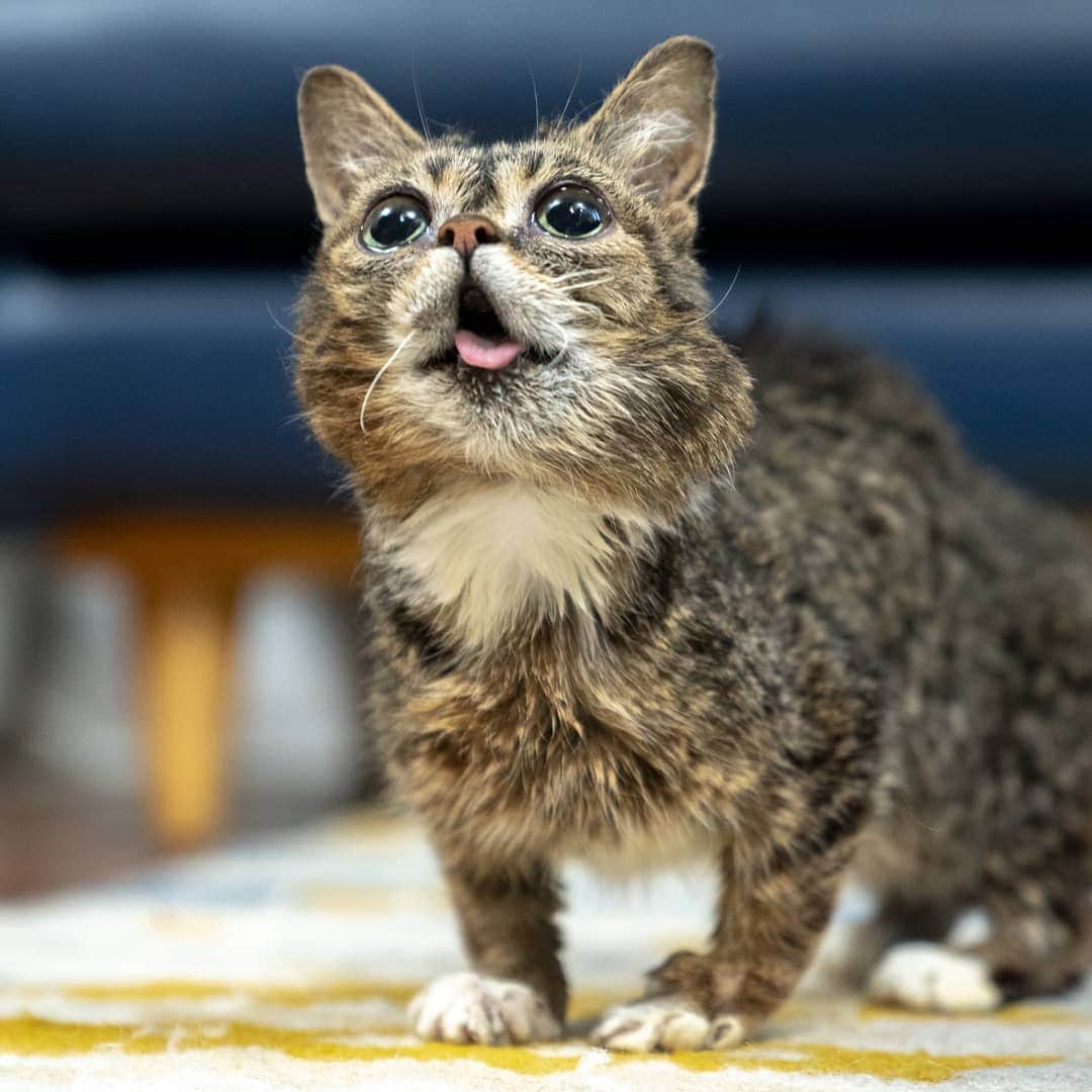 Lil BUBさんのインスタグラム写真 - (Lil BUBInstagram)「Chin up BUB! BUB gets vet checkups every couple months, and this time we got some unexpected good news about BUB's jaw - it's gone down in size by over a half centimeter. Her blood is being tested again just to make sure the bone infection hasn't crept up again, and also to check her thyroid (for the third time in 3 years) since she's been losing a little weight despite her very healthy appetite (she eats enough food for a cat 4 times her size). #goodjobbub #chinup #trooper」6月28日 3時51分 - iamlilbub