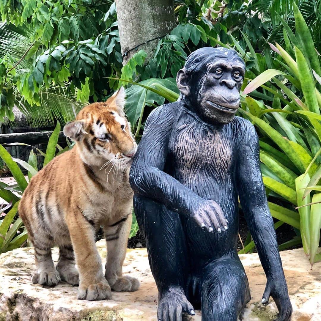 Zoological Wildlife Foundationさんのインスタグラム写真 - (Zoological Wildlife FoundationInstagram)「Rajah made a new friend today😂 . #tabbytiger #tiger #cub #bengal #endangeredspecies #zwfmiami #conservation #zwf #notpets #enrichment」6月28日 4時07分 - zwfmiami
