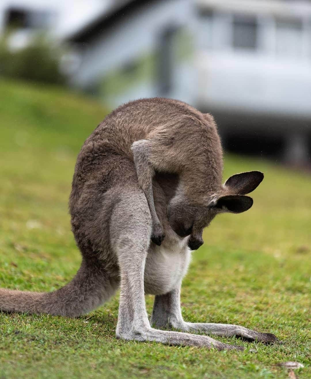 Australiaさんのインスタグラム写真 - (AustraliaInstagram)「“Wakey wakey. Time to get out of bed, sweetie.” @medddle spotted this #kangaroo checking on her joey at #MerryBeach Caravan Park, which is not an uncommon scene at the holiday park. Located inside @visitshoalhaven’s #MurramarangNationalPark, kangaroos and wallabies often hop around this beachfront campground and hang out with the guests. A four-hour scenic drive from @sydney will get you to this spot in @visitnsw’s south coast; make sure you have some comfy walking shoes and swimmers with you for all the bushwalking and swimming you can do here.  #seeaustralia #newsouthwales #shoalhaven #visitkangaroovalley#wildlifephotography」6月28日 4時00分 - australia