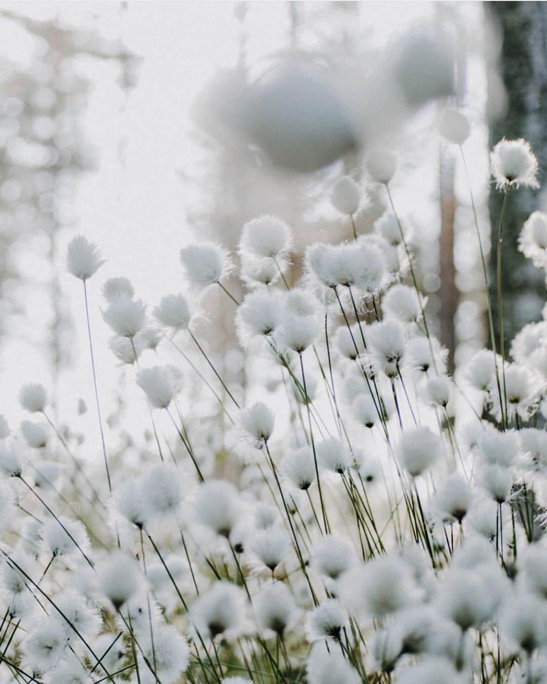 フィンランド政府観光局さんのインスタグラム写真 - (フィンランド政府観光局Instagram)「コットングラス。フワフワの純白の花。 ． @ellahuht さんの写真。Kiitos！」6月28日 4時12分 - visitfinlandjapan
