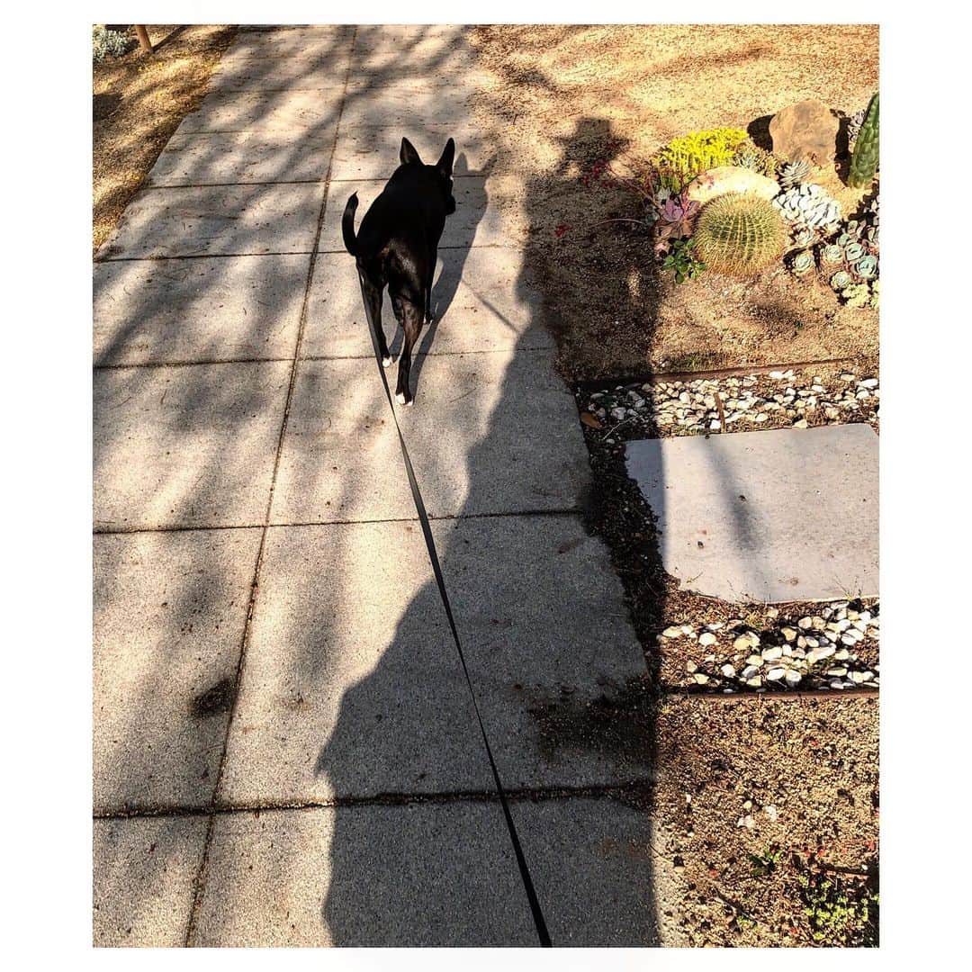 シャンテル・ヴァンサンテンさんのインスタグラム写真 - (シャンテル・ヴァンサンテンInstagram)「Long shadow stroll with my sidekick #Nova」6月28日 4時13分 - therealshantel