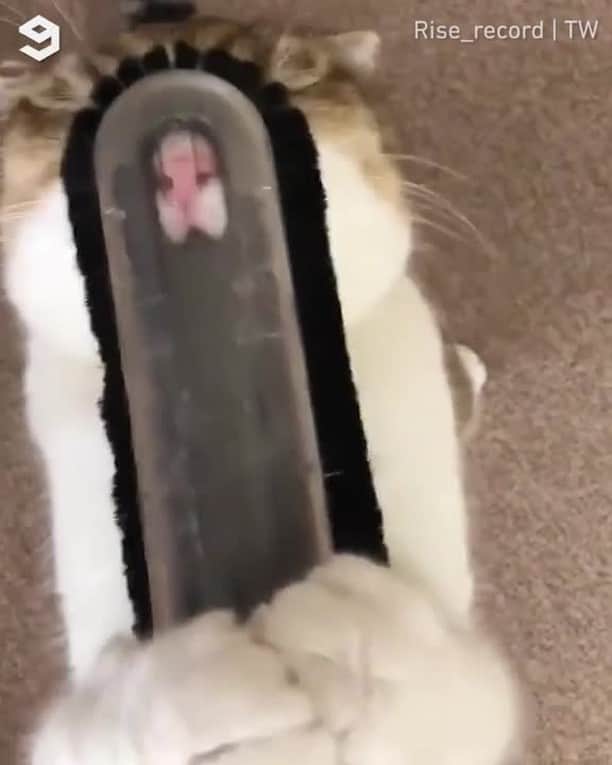 のインスタグラム：「Find someone who loves you the way this cat loves the vacuum cleaner⠀ ⠀ 📹 Rise_record | TW⠀ ⠀ #meowed #tabby #vaccum #imlovingit」