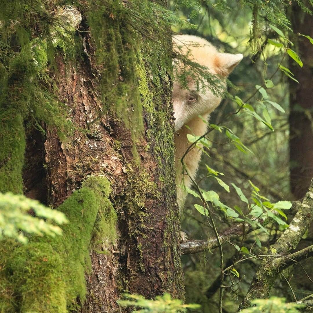 National Geographic Travelさんのインスタグラム写真 - (National Geographic TravelInstagram)「Photo by @daisygilardini | Peekaboo! A spirit bear peeks at me through the branches of a tree that he climbed. The Kermode Bear (Ursus americanus kermodei) is one of the rarest bears in the world. It’s a black bear that has a white or cream-colored fur due to a recessive gene. Kermodes, also known as spirit bears, live principally along British Columbia’s central and north coast. Follow me, @daisygilardini, for more images and behind-the-scenes stories. #bear #spiritbear #kermodebear #greatbearrainforest #conservation」6月28日 10時00分 - natgeotravel