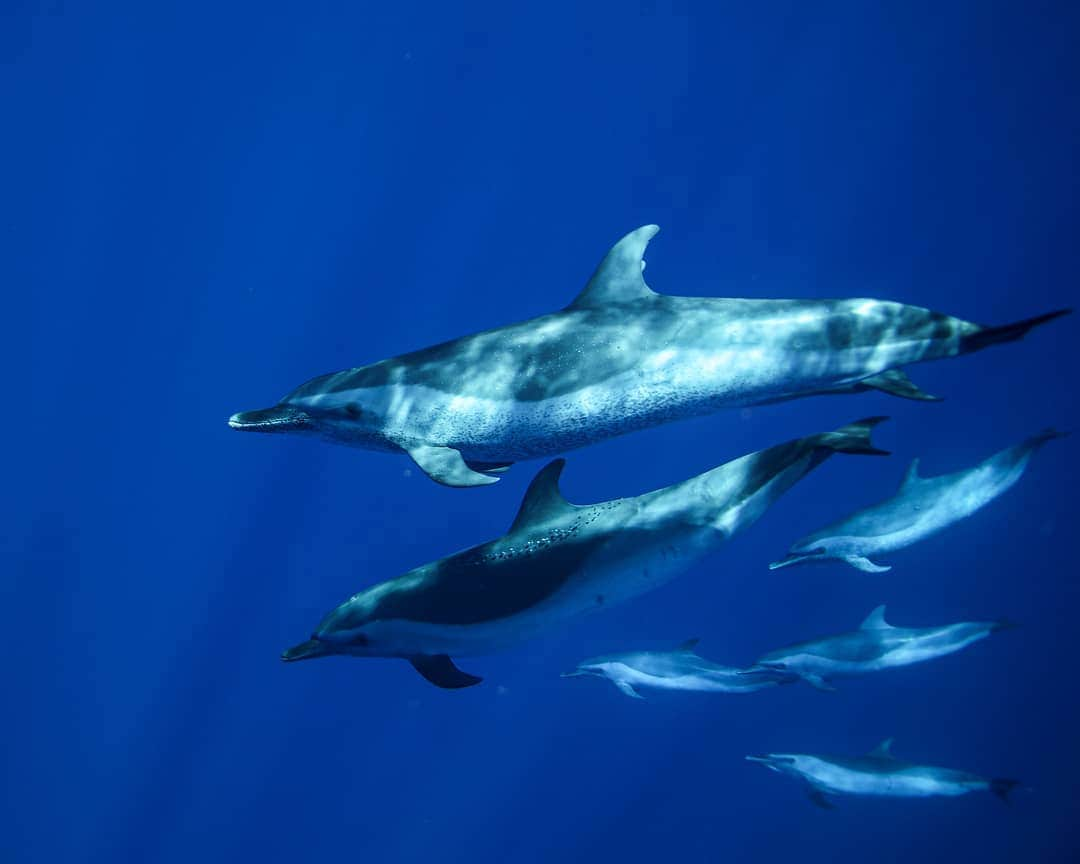 And Youさんのインスタグラム写真 - (And YouInstagram)「The pantropical spotted dolphin is a species of dolphin found in all the world's temperate and tropical oceans. The species was beginning to come under threat due to decreasing tuna populations, but they are now making a comeback. . . . . . . . . . . . . . . . . . #hawaiivacation #spotteddolphin #oahutours #dolphins #oceanlife #oahu #hawaii」6月28日 4時58分 - dolphinsandyou