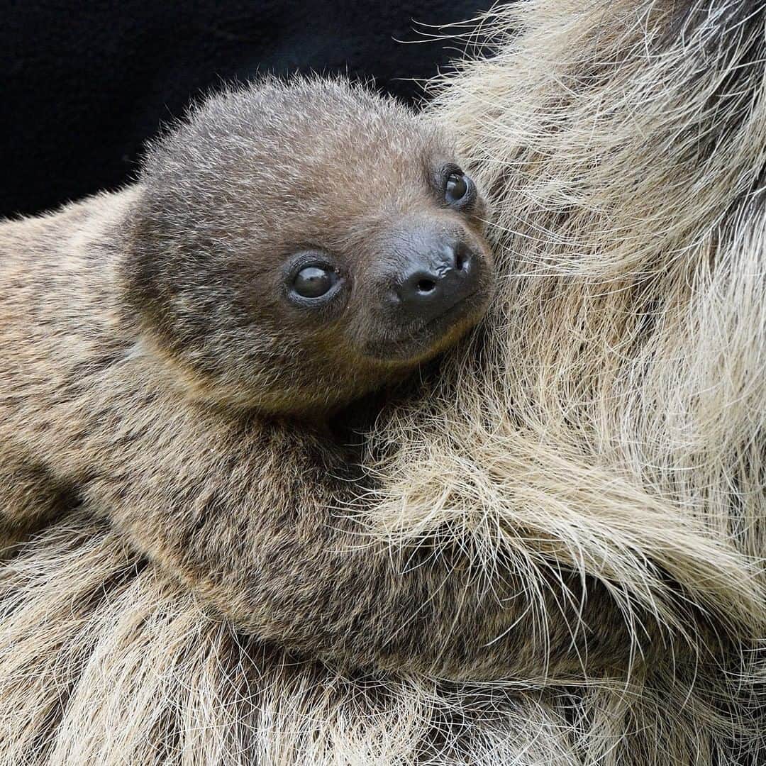 San Diego Zooさんのインスタグラム写真 - (San Diego ZooInstagram)「Slow your scroll for this bebe sloth 😍 #slowcute #slothsofinstagram #instalove #sandiegozoo 📷: Mike Wilson」6月28日 5時01分 - sandiegozoo