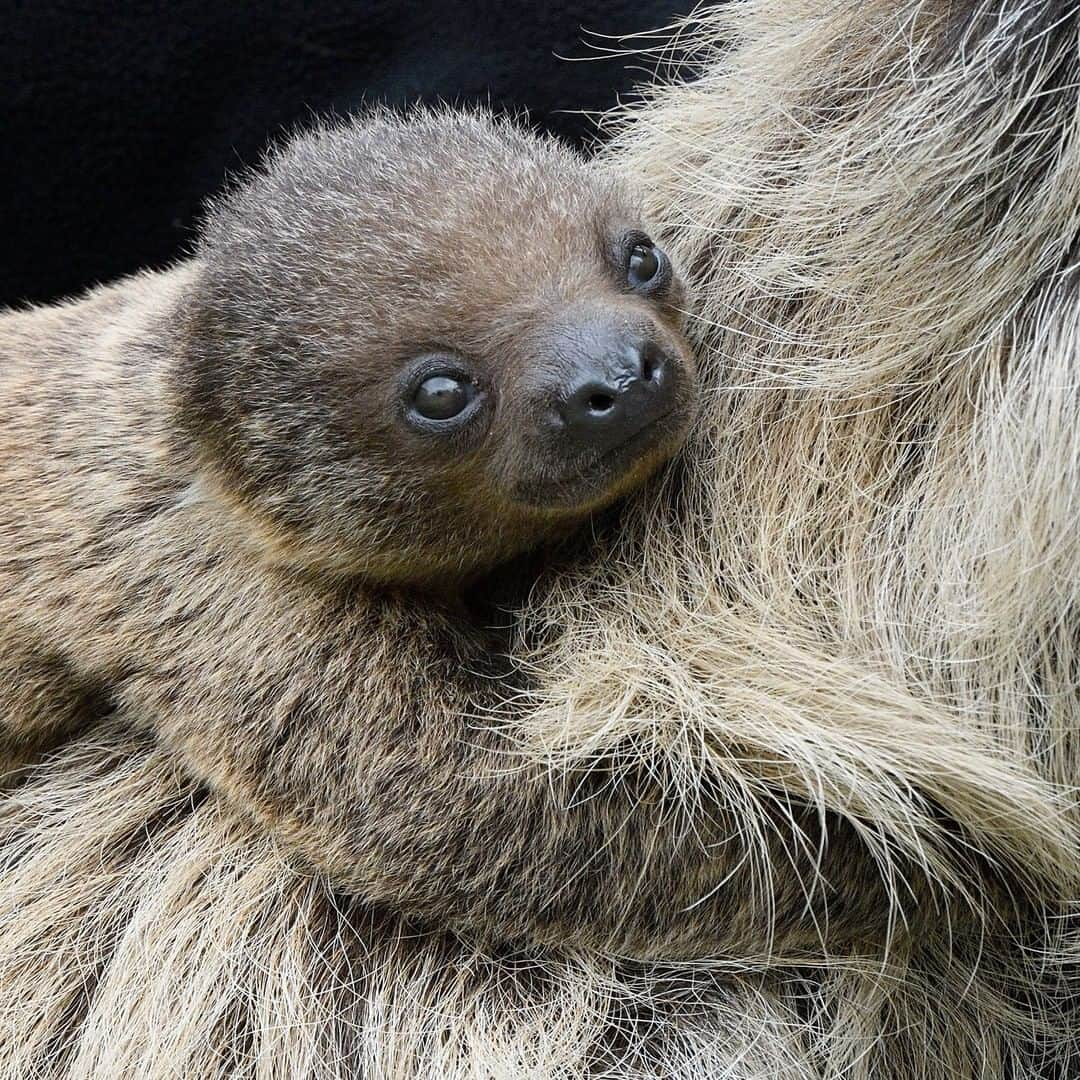 San Diego Zooのインスタグラム