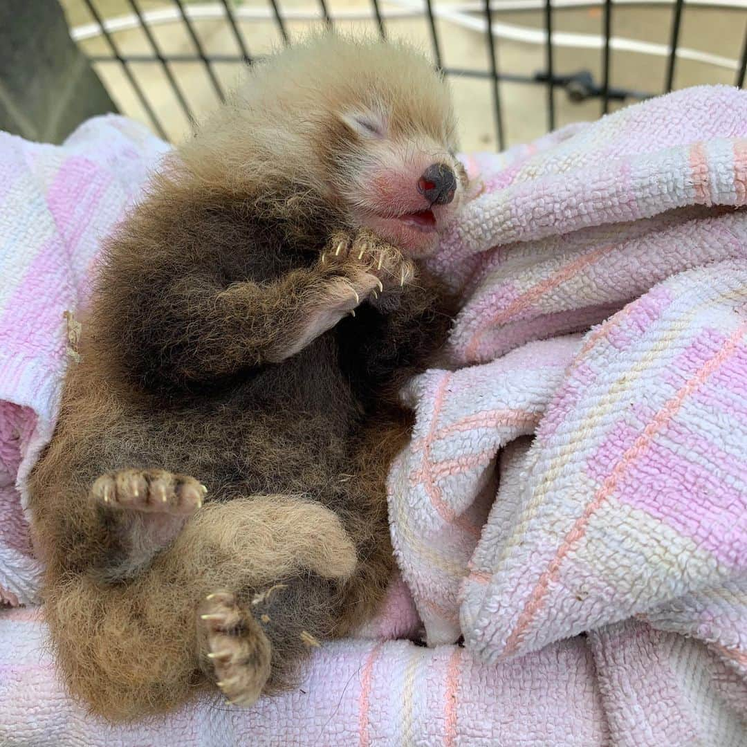 スミソニアン博物館さんのインスタグラム写真 - (スミソニアン博物館Instagram)「🚨boopable snoot🚨 This red panda cub was born at the Smithsonian Conservation Biology Institute overnight June 12.  The cub and its mother Moonlight appear to be doing well, and @smithsonianzoo keepers are monitoring them closely during these first critical weeks. They were able to weigh the cub June 19 and it was about 6 ounces, which is normal for a newborn red panda cub.  The cub's fur will get thicker over the next months and turn the rusty color that gives red pandas their name. Red pandas are endangered primarily due to habitat loss related to human activities. The Smithsonian Conservation Biology Institute works to create a healthy population of red pandas in human care. #WeSaveSpecies」6月28日 5時37分 - smithsonian