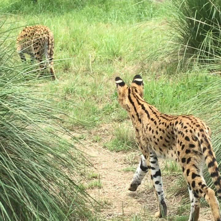 Black Jaguar-White Tiger のインスタグラム