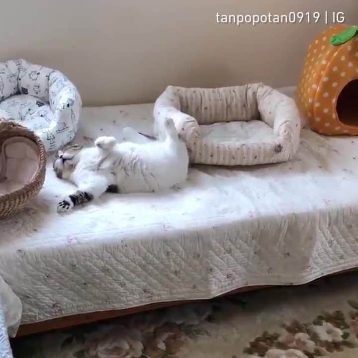 Aww Clubのインスタグラム