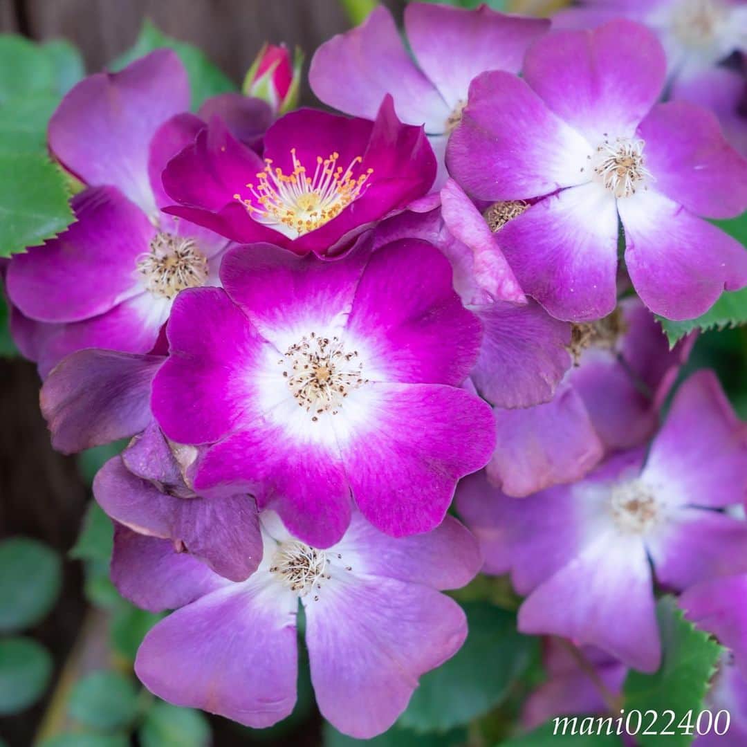 mani022400さんのインスタグラム写真 - (mani022400Instagram)「. 28 Jun. 2019 . Good morning🌸🌺🌹✨ . . . . . . 🌺🌺🌺🌷🌷🌷🌹🌹🌹🌸🌸🌸 ご訪問ありがとうございます🙇 . お花以外の写真は サブアカウントにポストしています。 良かったら、覗いてください🙇🙇 ⬇️⬇️⬇️ @mani0224000 . 🌺🌺🌺🌷🌷🌷🌹🌹🌹🌸🌸🌸 . . . 🔷🔷🔷🔷🔷🔷🔷🔷🔷 #カメラ好きな人と繋がりたい  #flower  #花 #flowers  #写真好きな人と繋がりたい love_bestjapan  serahana #ファインダー越しの私の世界  #花のある暮らし  #bns_lite #eclecticshow #explore_floral . #9Vaga_Rose9 9vaga9  9vaga_3flowers9  #floristsandflowers #ip_blossoms_member #fabulous_shots ig_flowers #ponyfony_flowers #meiko_roses  meiko_flora_member #myheartinshots #la_flowers #rainbow_petals #top_favourite_flowers  #quintaflower #inspiring_shot #phx_flowers #dreaming_in_macro flower_special_legend  nature_special_legend  #ind_flowers #tv_flowers #best_mmf_vipday  #best_beauty_flora_  9vaga_flowersart9 #ptk_flowers #fleur_noblesse_m .」6月28日 6時44分 - mani022400
