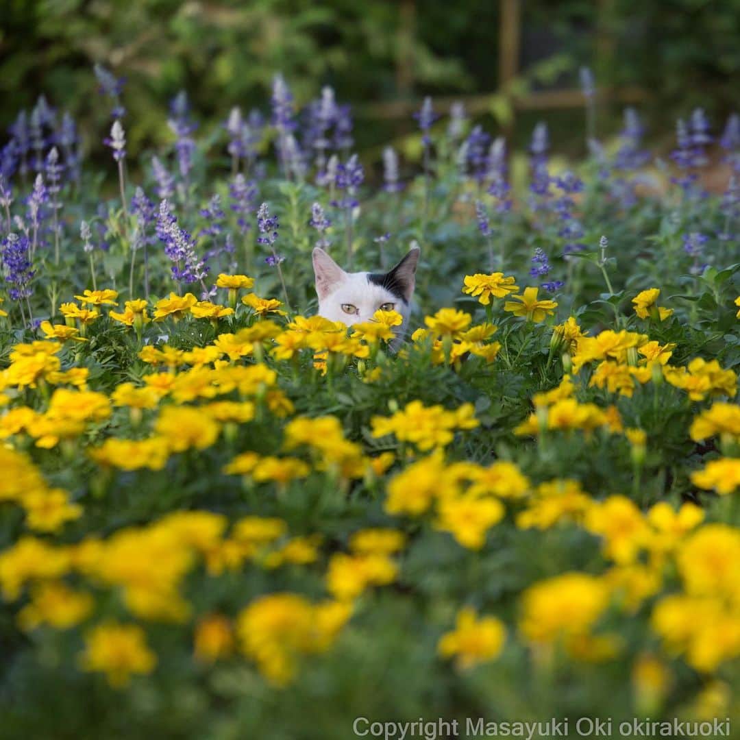 Masayukiさんのインスタグラム写真 - (MasayukiInstagram)「かくれんぼ。  おはようございます。 Good morning from Tokyo Japan ☁️ #cat #ねこ」6月28日 6時51分 - okirakuoki