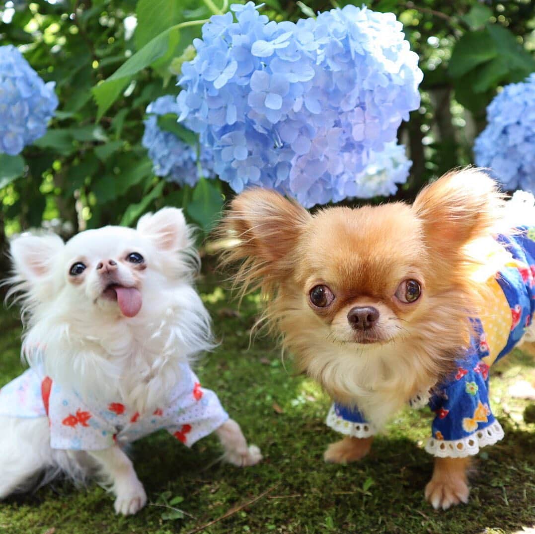 kayoのインスタグラム：「* * 不思議系キャラの ふたり😂 * * シャララ💗くりお * * #紫陽花 #chihuahua#chihuahualove#dogstgram#dog#instadog#チワワ#チワワ大好き * *」