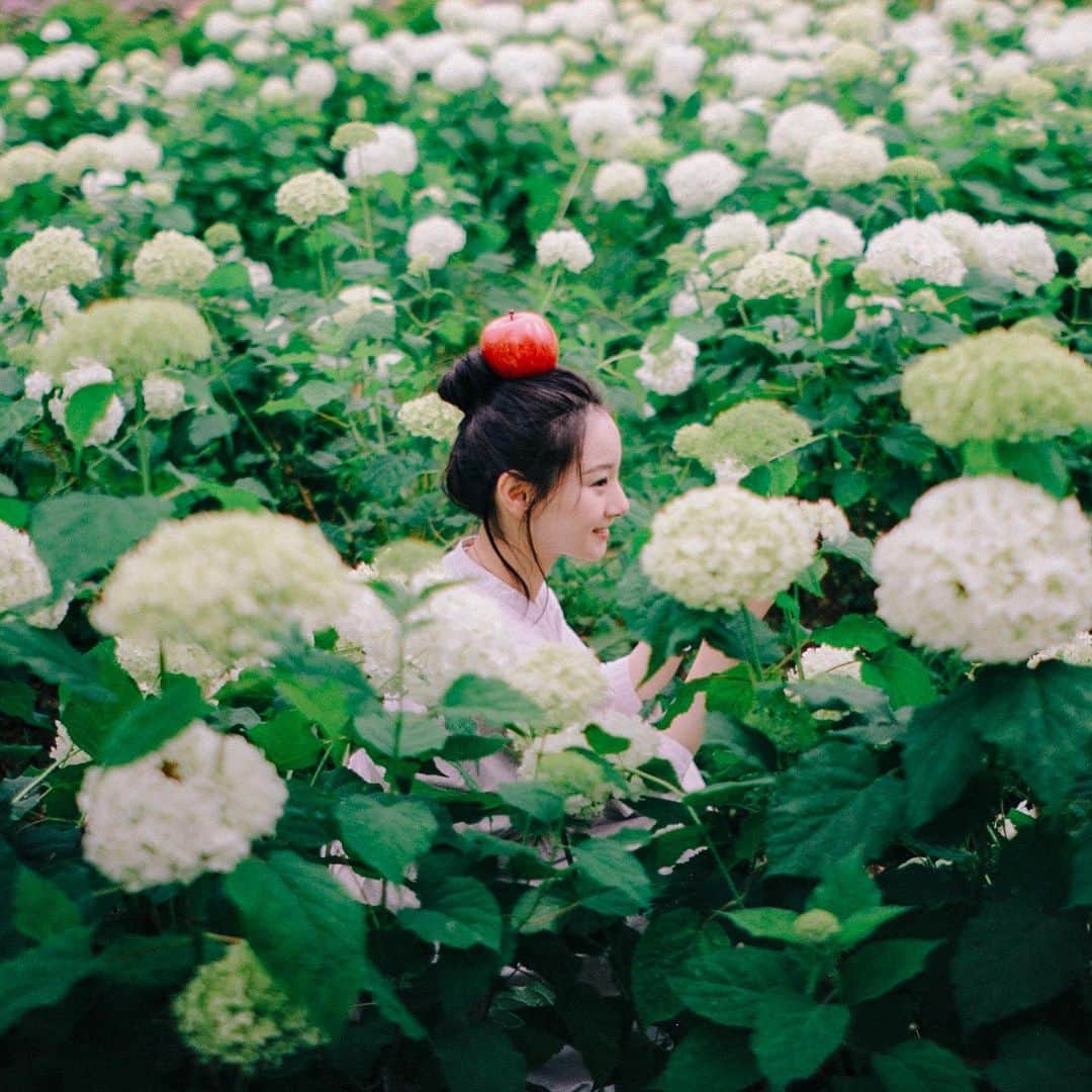 hiderin777のインスタグラム：「the Borrower Arrietty🌿 . . . . 君はまるで アリエッティ . . . . #りんごがーる  #contax  #distagon  #35mmf14  #carlzeiss」