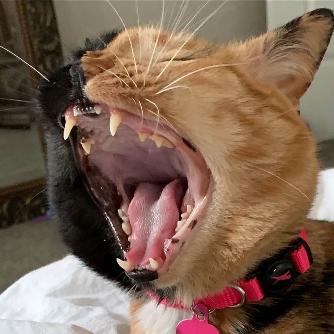 Venus Cat さんのインスタグラム写真 - (Venus Cat Instagram)「Who will get this right?? (and don’t just go right to the comments for the answer you cheater 😹😹)! Mom got me perfectly mid-yawn today. Everyone is always fascinated that not only my face colors are split down the middle but so are my paws. Notice anything else?? Hint: it’s not the missing tooth - I had to get an extraction at my last dental Who will guess correctly first? 🤔🤔 #catsofinstagram #coi #weeklyfluff #whoa」6月28日 7時46分 - venustwofacecat