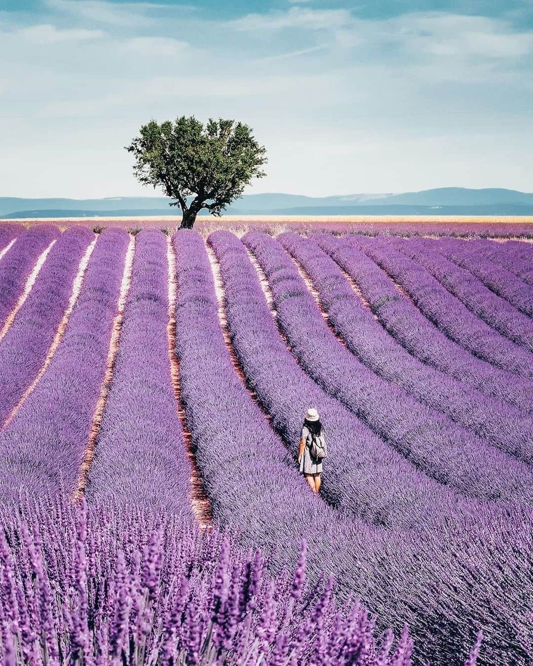 Travel + Leisureさんのインスタグラム写真 - (Travel + LeisureInstagram)「France’s impossibly scenic southeastern region is filled with lavender fields, Roman ruins, sleepy villages, storied second cities, salt marshes and countless bucolic vistas. Get our guide to Provence at the link in bio! #tlpicks courtesy of @wonguy974」6月28日 7時50分 - travelandleisure