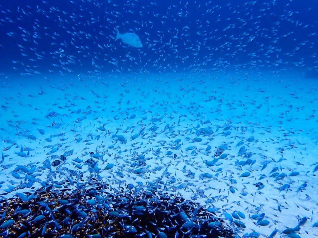 のインスタグラム：「こんな綺麗な風景がずっと続けば良いのに。 旅行前って海予報見て一喜一憂。普通の人の旅行なら天気だけで良いんだろうけど、海で泳ぐなら天気よりも(天気も気になるよ、もちろん)海況が気になる😂 旅行は楽しみだし凄く嬉しいけど、予報が気になって胃が痛くなるからもう見ないでおこうかな😂 . 📍#渡嘉敷島 .  #igersjp#icu_japan#wu_japan#team_jp_#japan_daytime_view#lovers_nippon#travel#okinawa#japan#instatrip#沖縄#海#ビーチ#water_of_our_world#beach#sea#ocean#onebreath#divermag#loves_okinawa#lascuba#snorkeling#沖縄好きな人と繋がりたい#genic_okinawa#genic_beach#タビジョ#unknownjapan#シュノーケリング」