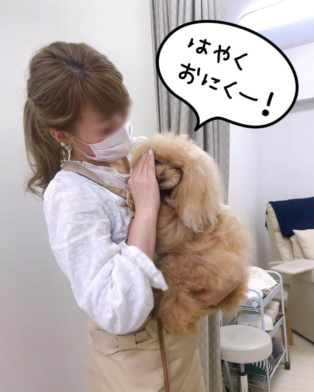 Toypoodle Mikuru?Asakusa Tokyoさんのインスタグラム写真 - (Toypoodle Mikuru?Asakusa TokyoInstagram)「In Ginza nail salon. みくるは久しぶりに、くそばばぁにネイルサロンにつれてってもらいました。 ここには、みくるの大好きな てんちょーさんがいるのに 雨が降るとつれてってくれません。 . 手術後初めててんちょーさんと愛の抱擁💖 みくるは愛されることが生き甲斐なんです😌 . #みくる日記 #みくるんとnail #カリスマネイリスト . ❶-❹ みくるん劇場 妄想かよ？ ❺ お目々拭いてくれる面倒見のいいカリスマ😄 ❻ オニクの夢見ながら待ってます😴 ❼ 前回のnail ❽ 今回のnail . ネイル💅前に ラフくんファミリー @laugh0903 と、しこたま飲んでおりました🍺 千鳥足で銀座へ向かったので 地下鉄乗り間違えて 遅刻しちゃいました😱⬅︎人として最低 ごめんねー🙏🏻🙏🏻🙏🏻😭😣💦 . 20190622 Saturday」6月28日 8時15分 - purapura299