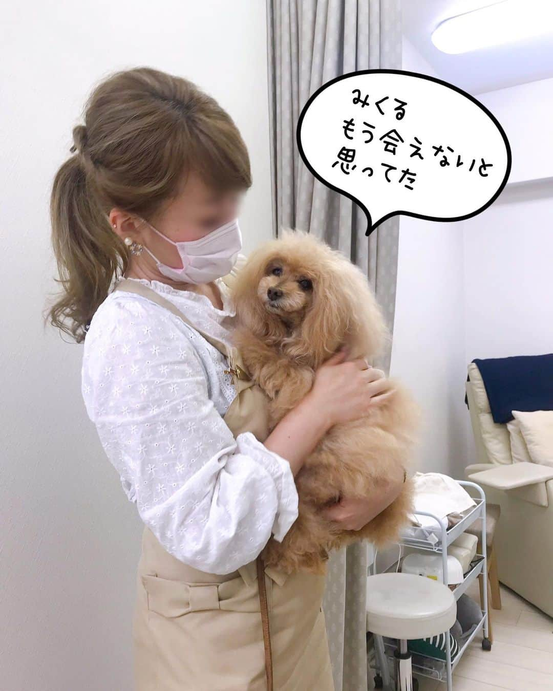 Toypoodle Mikuru?Asakusa Tokyoさんのインスタグラム写真 - (Toypoodle Mikuru?Asakusa TokyoInstagram)「In Ginza nail salon. みくるは久しぶりに、くそばばぁにネイルサロンにつれてってもらいました。 ここには、みくるの大好きな てんちょーさんがいるのに 雨が降るとつれてってくれません。 . 手術後初めててんちょーさんと愛の抱擁💖 みくるは愛されることが生き甲斐なんです😌 . #みくる日記 #みくるんとnail #カリスマネイリスト . ❶-❹ みくるん劇場 妄想かよ？ ❺ お目々拭いてくれる面倒見のいいカリスマ😄 ❻ オニクの夢見ながら待ってます😴 ❼ 前回のnail ❽ 今回のnail . ネイル💅前に ラフくんファミリー @laugh0903 と、しこたま飲んでおりました🍺 千鳥足で銀座へ向かったので 地下鉄乗り間違えて 遅刻しちゃいました😱⬅︎人として最低 ごめんねー🙏🏻🙏🏻🙏🏻😭😣💦 . 20190622 Saturday」6月28日 8時15分 - purapura299