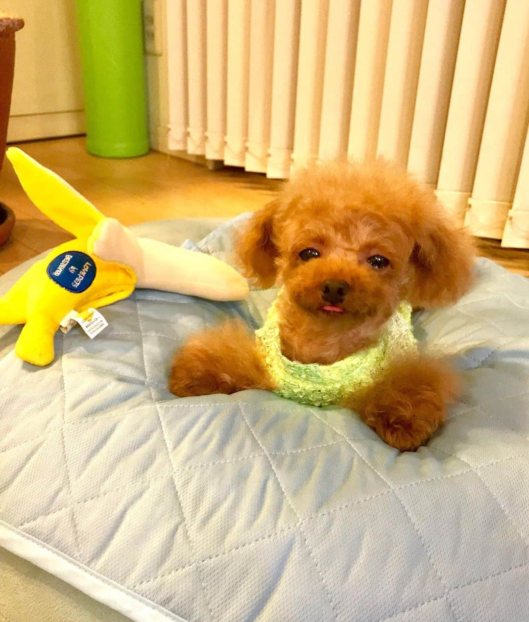 toshiyaotsuboさんのインスタグラム写真 - (toshiyaotsuboInstagram)「@koinustep さんの WAN smile box🐶😉 今回は熱中症対策号。 早速ひんやりマットで気持ちよさそうに してました👍 #koinustep #wansmilebox  #プードル#トイプードル#ティーカッププードル#犬#poodle#teacuppoodle#toypoodle#dog#dogstagram#instadog#푸들#caniche#Pudel#貴婦狗#animalsco」6月28日 19時15分 - toshiyaotsubo