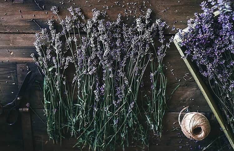 ジョンマスターオーガニックさんのインスタグラム写真 - (ジョンマスターオーガニックInstagram)「🌱 古代ローマの時代からハーブや薬草として重宝されてきたラベンダー。 心休まる穏やかな香りは、ジョンマスターオーガニックの多くの製品に使用されています。 #johnmastersorganics#johnmasters#organicbeauty#perfectlynaturalbeauty#lavender#aromatherapy#ジョンマスターオーガニック#ジョンマスター#オーガニックビューティー#ラベンダー#アロマテラピー」6月28日 19時15分 - johnmastersorganics_japan