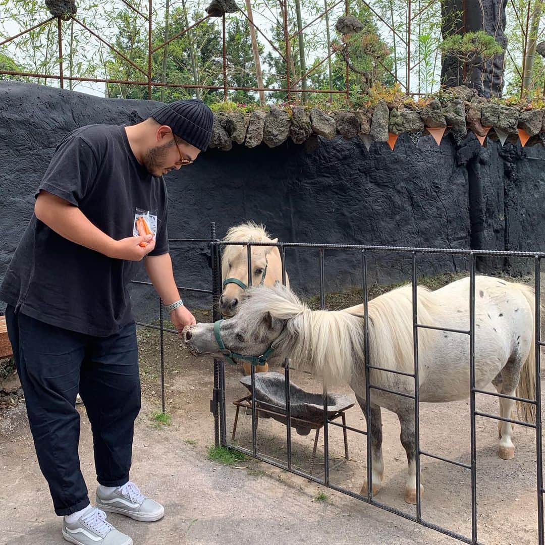 のインスタグラム：「. 당근을 좋아하는 #당나귀 흰당나귀는 임신중이래요~ 많이 먹고 건강한 새끼 낳아라^^ . #🐴」
