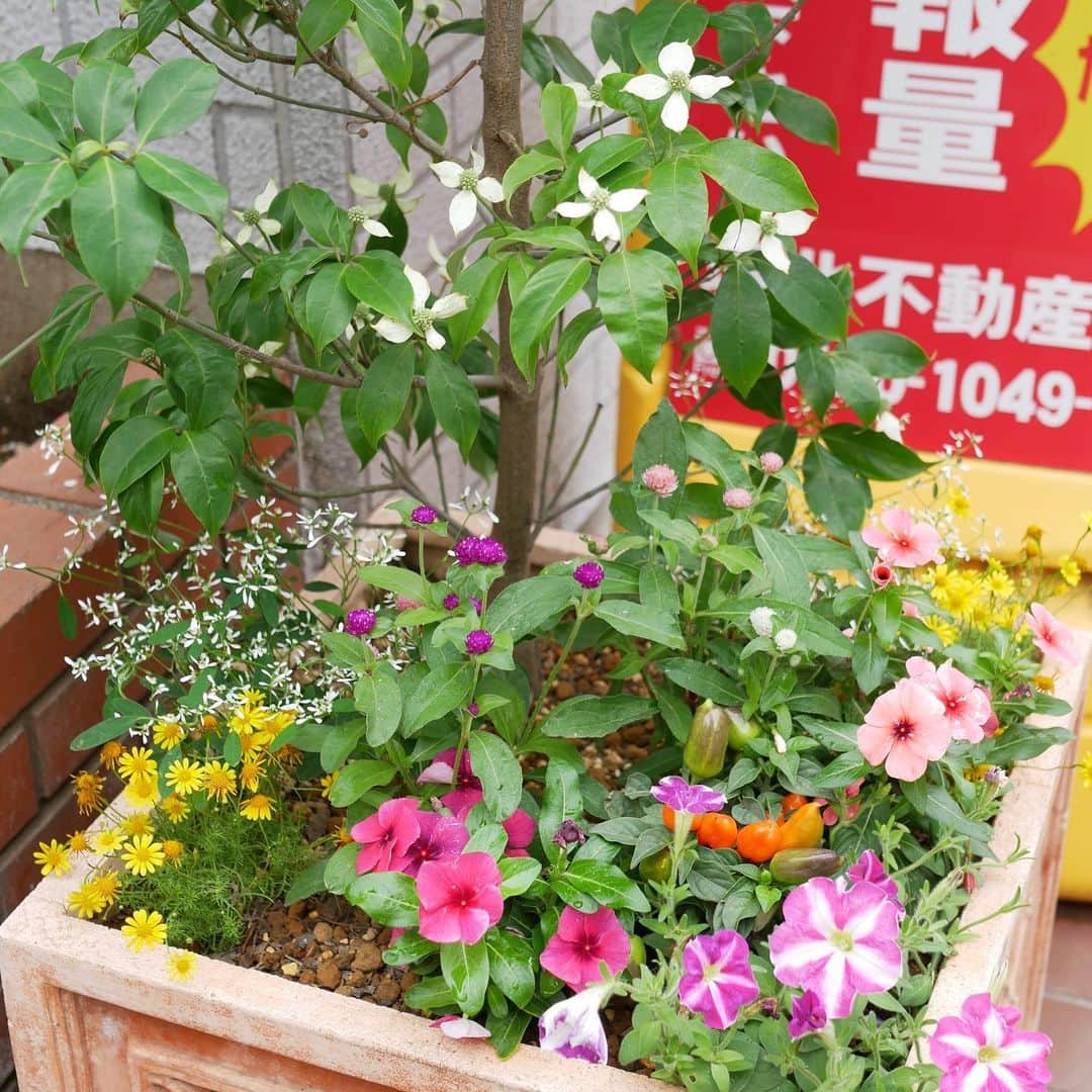 城北不動産のインスタグラム：「店頭のお花。 渋谷園芸さんにお願いし、植え替えしていただきました。中心にはヤマボウシが植えられ、その周りを彩るカラフルなお花たちが、梅雨空に負けじと元気イッパイに咲いてます^_^  #練馬区 #渋谷園芸 #桜台 #氷川台 #城北不動産」