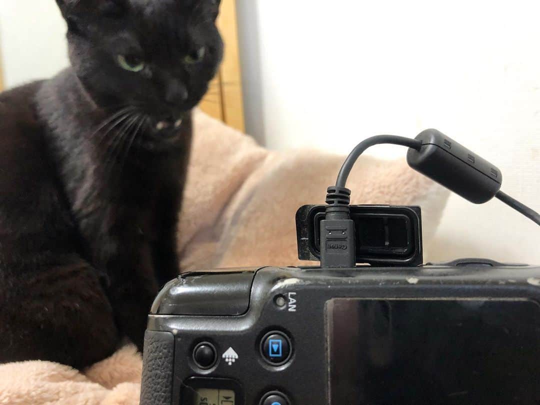 ホタテ＆クラム＆シラスのインスタグラム：「しのびよるあくま。  そのケーブルは高いから、噛みちぎるのやめて^ ^;; #cat #neko #blackcat #猫 #ねこ #黒猫 #catstagram #instagram #instagramjapan #ig_japan #igersjp」