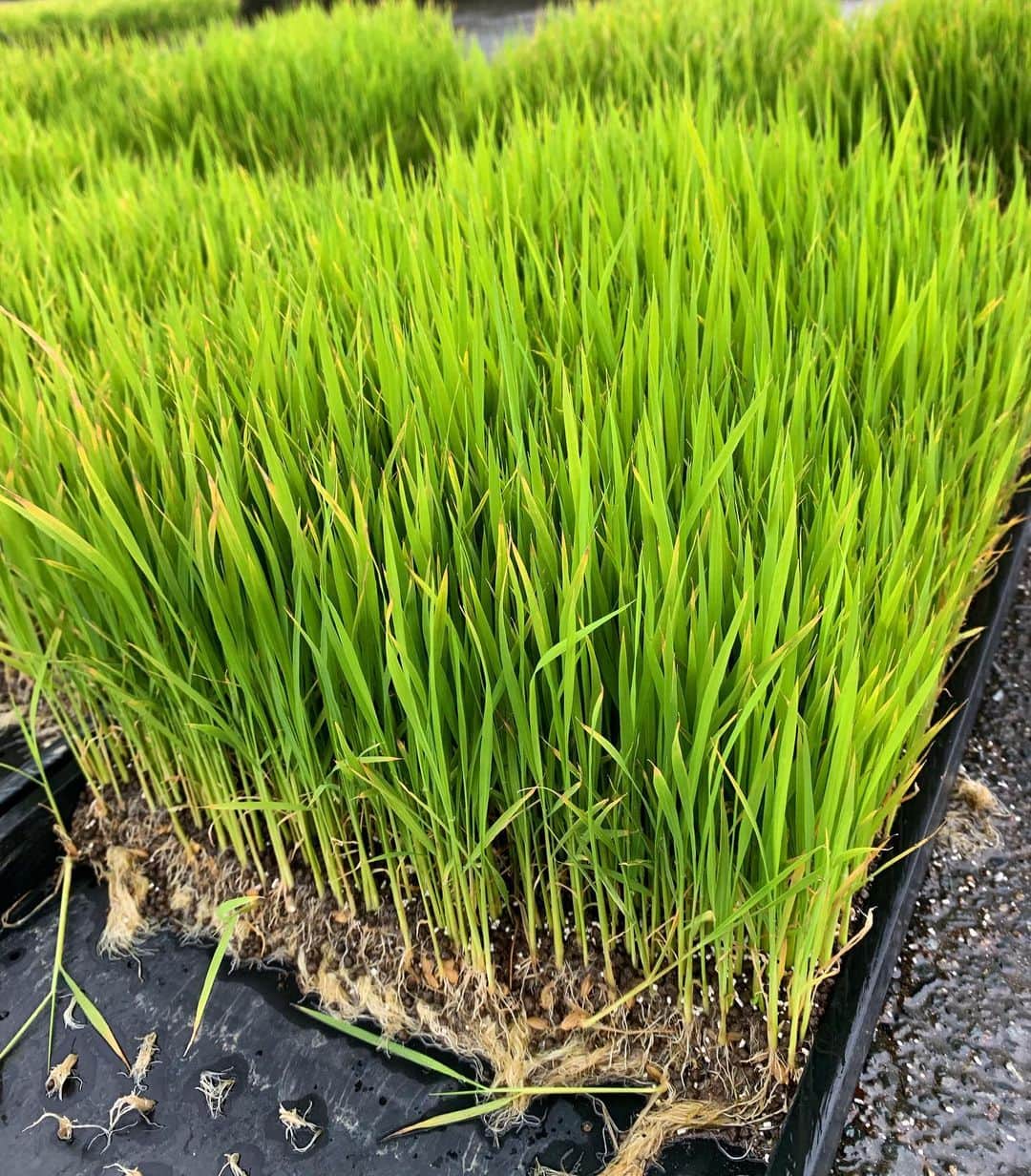 福岡超新鮮野菜/フレラボ薬院店のインスタグラム：「田植え〜👨‍🌾 . . #苗#田植え#福岡#とどける株式会社#ガンバルンバ」