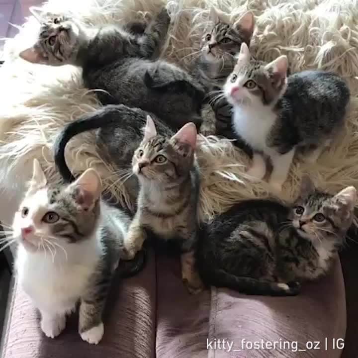 のインスタグラム：「Synchronised kitties⠀ ⠀ 📹@kitty_fostering_oz⠀ ⠀ #meowed #kittens #Synchronised #fosteredkitty #adoptdontshop」