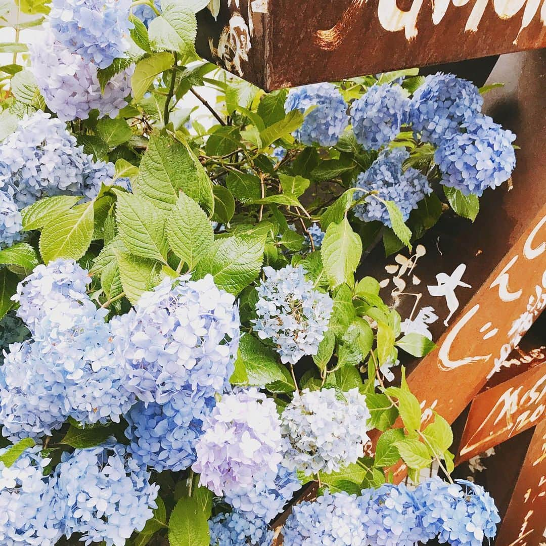 小野麻亜矢さんのインスタグラム写真 - (小野麻亜矢Instagram)「紫陽花はブルーの方が好きかも？？ やっぱり雨が似合う。  ヨガの生徒さんから頂いた手作りの可愛らしい箱 何に使おう？？ もったいなくて使えない。  #紫陽花 #6月もおわり #手作りの箱」6月28日 18時00分 - ono_maaya