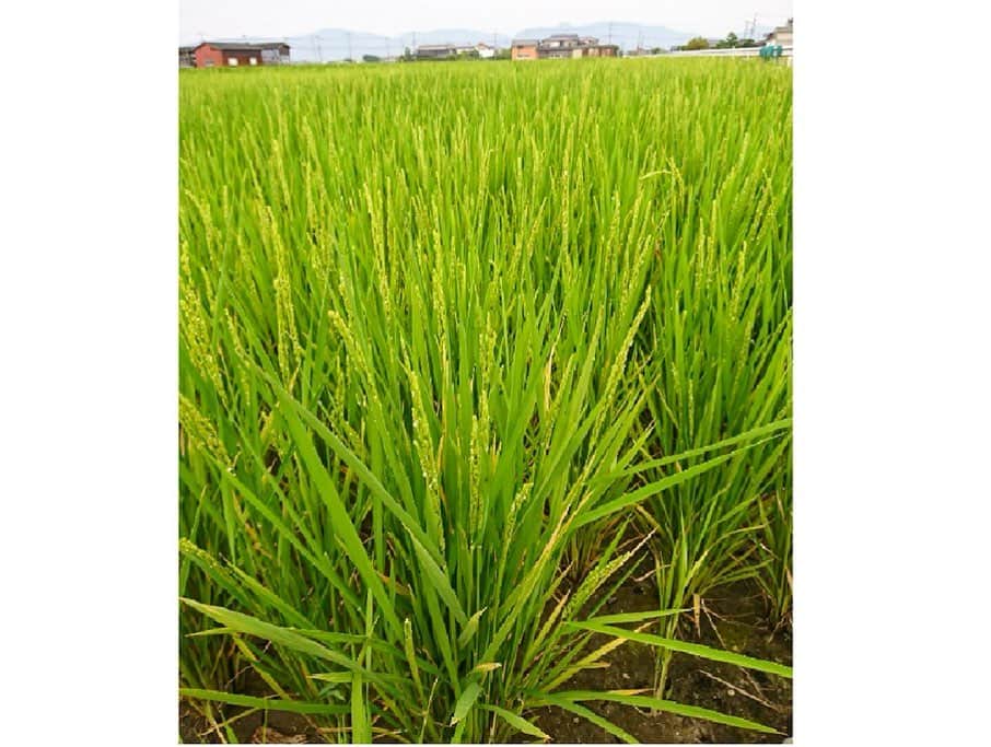 さが農村さんのインスタグラム写真 - (さが農村Instagram)「. 6月も終わりに近づき、田植えも終盤に近づいてきました。今年は雨が少ない影響で田植えができなかったところもあり、心配ですね。 . 佐賀県の南西部に位置する白石平野を通ると、田植えをしたばかりの田んぼの横に、かなり成長した稲を見かけます。これは、佐賀県で一番最初に収穫されるお米で白石特産の「七夕コシヒカリ」です。 旧暦の七夕に収穫されることからこの名前が付けられました。もう出穂していますね。 . 例年、8月に出荷される「七夕コシヒカリ」。 食べるのが楽しみです。 . . ■さが農村ひろばホームページ（TOPページ） https://saga-nouson.jp/ . . #さが農村#佐賀産#さが産#佐賀#サガ#さが#saga#白石平野#七夕コシヒカリ」6月28日 18時30分 - saganouson