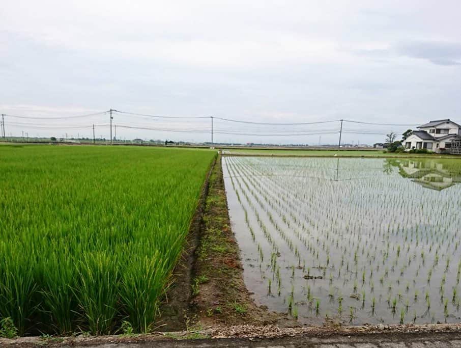 さが農村さんのインスタグラム写真 - (さが農村Instagram)「. 6月も終わりに近づき、田植えも終盤に近づいてきました。今年は雨が少ない影響で田植えができなかったところもあり、心配ですね。 . 佐賀県の南西部に位置する白石平野を通ると、田植えをしたばかりの田んぼの横に、かなり成長した稲を見かけます。これは、佐賀県で一番最初に収穫されるお米で白石特産の「七夕コシヒカリ」です。 旧暦の七夕に収穫されることからこの名前が付けられました。もう出穂していますね。 . 例年、8月に出荷される「七夕コシヒカリ」。 食べるのが楽しみです。 . . ■さが農村ひろばホームページ（TOPページ） https://saga-nouson.jp/ . . #さが農村#佐賀産#さが産#佐賀#サガ#さが#saga#白石平野#七夕コシヒカリ」6月28日 18時30分 - saganouson