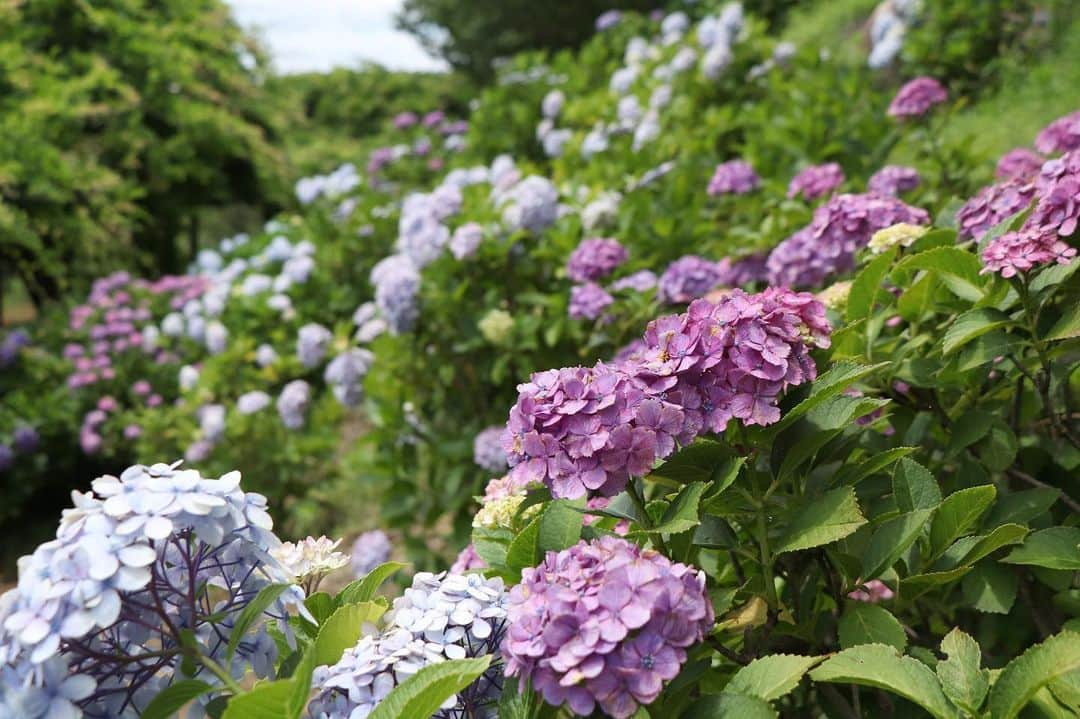 倉敷市さんのインスタグラム写真 - (倉敷市Instagram)「6月28日、種松山公園西園地のアジサイ。 辺り一面咲いていて、見頃です。  園内には1万3千株のアジサイがあり、 例年、7月上旬まで観賞できます。 ◇種松山公園西園地◇ 倉敷市福田町福田426-1 公園緑地課　種松山公園西園地のホームページ https://www.city.kurashiki.okayama.jp/5586.htm  #倉敷市 #倉敷 #kurashiki  #クラシキ文華 #クラシキブンカ #japan #japantrip #travel #trip #旅 #旅行 #種松山 #あじさい #紫陽花 #アジサイ #instgramjapan #visitjapanjp」6月28日 18時41分 - kurashiki_city