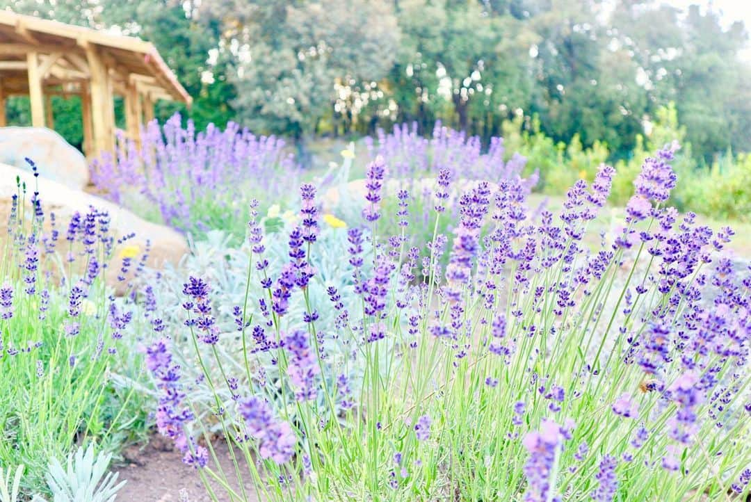 L'OCCITANE en Provenceさんのインスタグラム写真 - (L'OCCITANE en ProvenceInstagram)「6月も最後の１週間。来週からついに7月✨ ﻿夏本番がやってきますね🍉﻿今月も、みなさまからたくさんの﻿「いいね」や「コメント」をいただきました🙏﻿ ﻿ いつもロクシタンジャポンのインスタグラムを﻿ 応援していただき、ありがとうございます！﻿ ﻿ ますます暑さも増してくる7月。﻿ 太陽の光も味方に美しく輝けるような、﻿ 毎日をハッピーに過ごせるキレイのコツ🌿を﻿ これからもお伝えしていきます！﻿ ﻿ 7月も、どうぞよろしくお願いします😊﻿ ﻿ #ラベンダー #ラベンダー畑 #絶景 #世界の絶景 #南仏 #旅行 #海外旅行 #プロヴァンス #ロクシタン #花畑 #美容 #美 #キレイになりたい #ビューティー #コスメマニア #美容 #フォトジェニック #フランス旅行 #フランス旅　#🇫🇷 #夏旅 #ワンピース #ありがとう #インスタグラム #コスメ好きさんと繋がりたい #いい写 #Loccitane #provence #lavender」6月28日 19時01分 - loccitane_jp