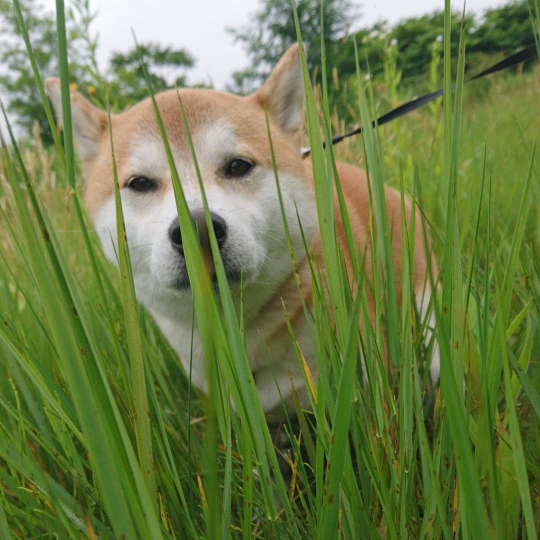 柴犬⭐️サスケさんのインスタグラム写真 - (柴犬⭐️サスケInstagram)「おはわん #柴北会 #柴犬#赤柴#犬ら部 #ふわもこ部 #わんだフォ #朝ん歩#💩#休憩#茶助」6月28日 10時12分 - shiba20150405