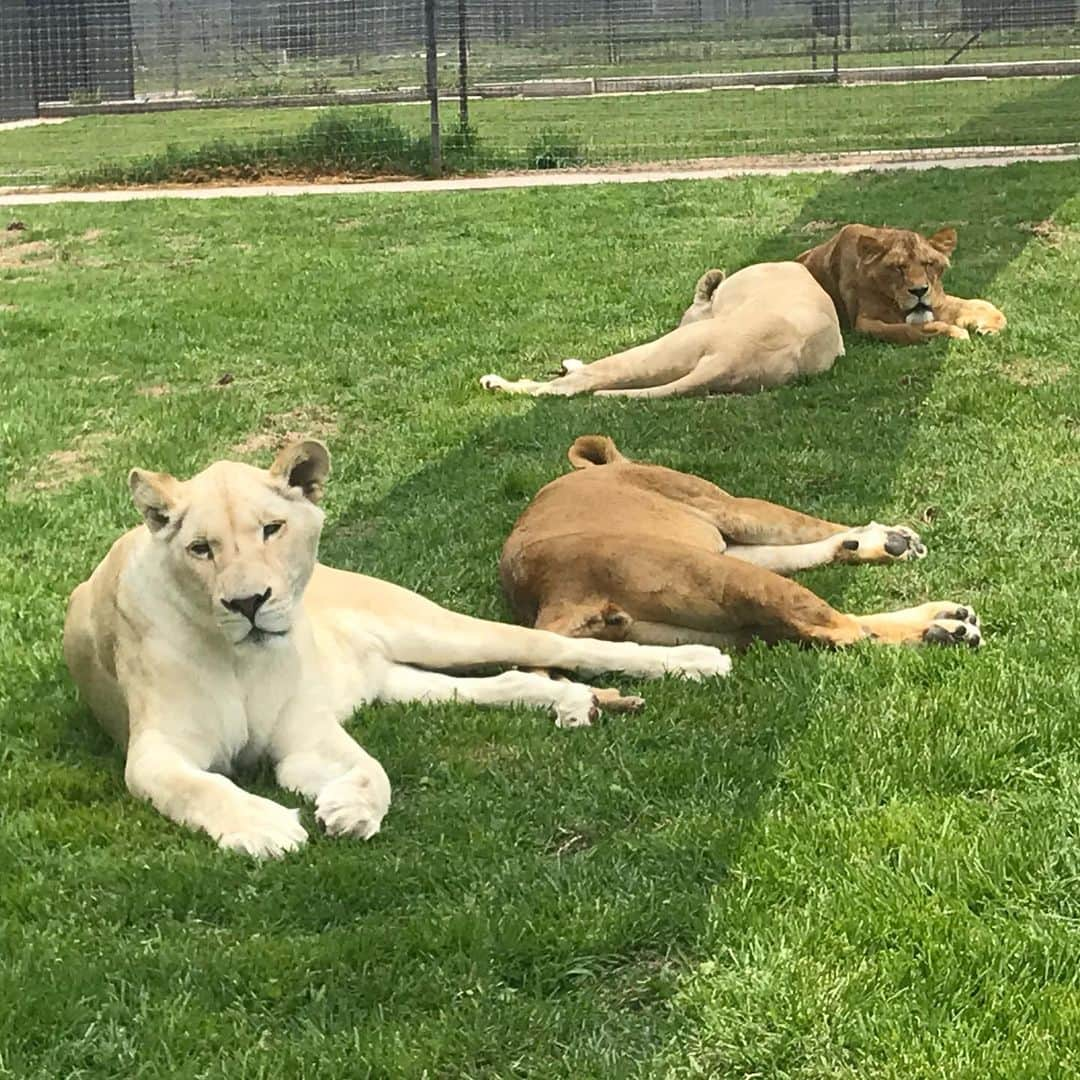 Black Jaguar-White Tiger さんのインスタグラム写真 - (Black Jaguar-White Tiger Instagram)「#LewitosPrideBJWT  #SaveLions @johnmac_bjwt」6月28日 10時44分 - blackjaguarwhitetiger