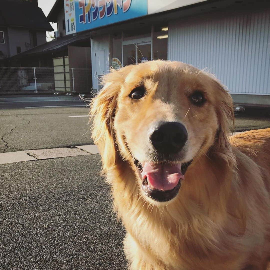 ikumiさんのインスタグラム写真 - (ikumiInstagram)「* * 6/28/2019 🌤 . ムシムシ朝ん歩だったけど 今日は晴れ☀️ 明日からまた☂️マーク…。 来週は熊本！ 水泳部楽しみにしてるのに あちらも☔️マーク😭 * * #goldenretriever#golden#retriever#instadog#犬バカ部#ふわもこ部#大型犬のいる暮らし#ぴーすっ子#2019年6月」6月28日 10時49分 - ikumi.betty_jupiter