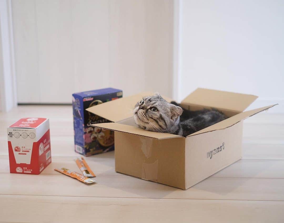 Shishi-maruのインスタグラム：「🐱『給料日…最高だにゃ』﻿ ﻿ 📕「給料日」とは﻿ ー ある一定の時期に届く謎の箱のことー﻿ (「にゃん辞苑」より)﻿ ﻿ 🐟🐱🐟🐱🐟🐱🐟🐱🐟🐱🐟🐱🐟﻿ ・﻿ ・﻿ nyans猫社員として初めての給料日。﻿ ししまるは、届いた箱がお気に入りの様子です。裏ボスししまるは、箱の中で明日の猫社会を考えるのでした😄﻿ ・﻿ ・﻿ 🐾nyansさんHP﻿ https://nyans.net/ ﻿ ﻿ 🐾Instagram﻿ @nyans_catstaff﻿ ﻿ 🐾Twitter﻿ @nyansC﻿ #ニャッチング #猫社員﻿ ーーーーーーーーーーーーー﻿ 「渋ネコ ししまるさん」6月29日から ねこのきもちWEB MAGAZINE にてエッセイの連載が始まります。﻿ ーーーーーーーーーーー﻿ 📕「ぷっちねこ。」「3匹のちいさな猫を召喚できたなら」「ちいさな猫を召喚できたなら」徳間書店より単行本発売中﻿ ーーーーーーーーーーー﻿ ⭐︎ねこ漫画を描いています→@tacos_cat﻿ 🐱公式→@chiisanacat﻿ 🌺Twitter →@taco_emonemon﻿ ーーーーーーーーーーー」