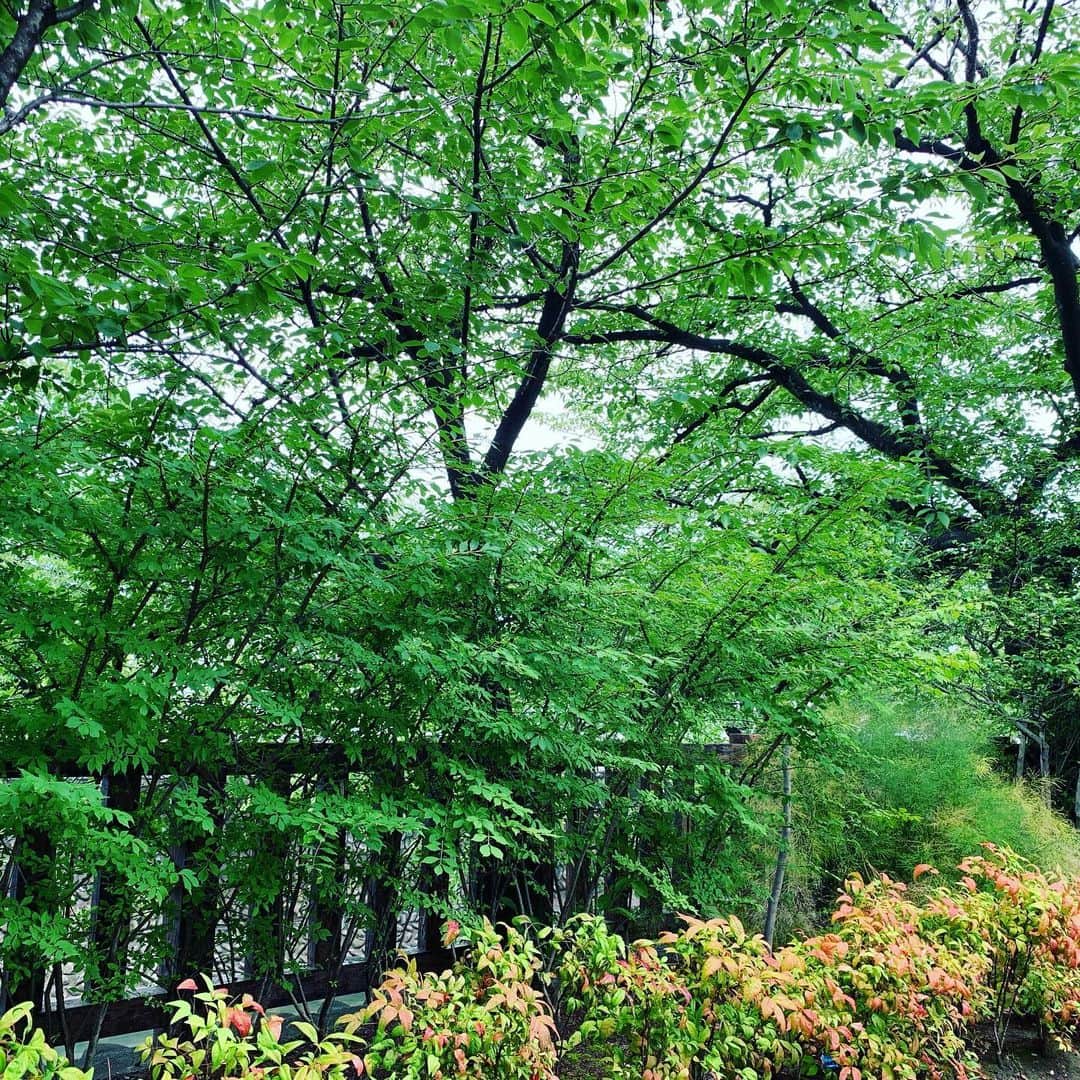 Yuka Mukaibayashiさんのインスタグラム写真 - (Yuka MukaibayashiInstagram)「水門川沿いの道 . 雨上がりでとっても緑が綺麗✨ . 雨ってあまり降ると嫌になるけど . 上がった時が好きなんですよね . 雨が降ってくれたからこの綺麗な緑が見えたり . 綺麗な青空が見えたり . 何かを乗り越えた時やクリアになった時に似てるなぁ。 . なんて思います . 今日も素敵な一日を＾＾ . . . 身体を整え、コリや疲れもホッと楽に お顔も身体もリフトアップ . ブログとホームページはこちら ご覧ください♪ . ✨esthe Ruang ブログ https://ameblo.jp/ruang-esthe . ✨esthe Ruang HP http://ruang.jimdo.com . #雨上がり #エステるあん #大垣市 #タルミ #ほうれい線 #まぶたの下り #フェイシャル #プライベートサロン #完全予約制 #アンチエイジング #笑顔 #Ｏ2クラフト #ミレイ #高濃度酸素オイル #疲労回復 #小顔効果  #パワーレメディ #バランスリフト #肩こり #首こり #背中が重い #リフトアップ #女子力アップ  #むくみ #スッキリ」6月28日 10時58分 - ruang2013510