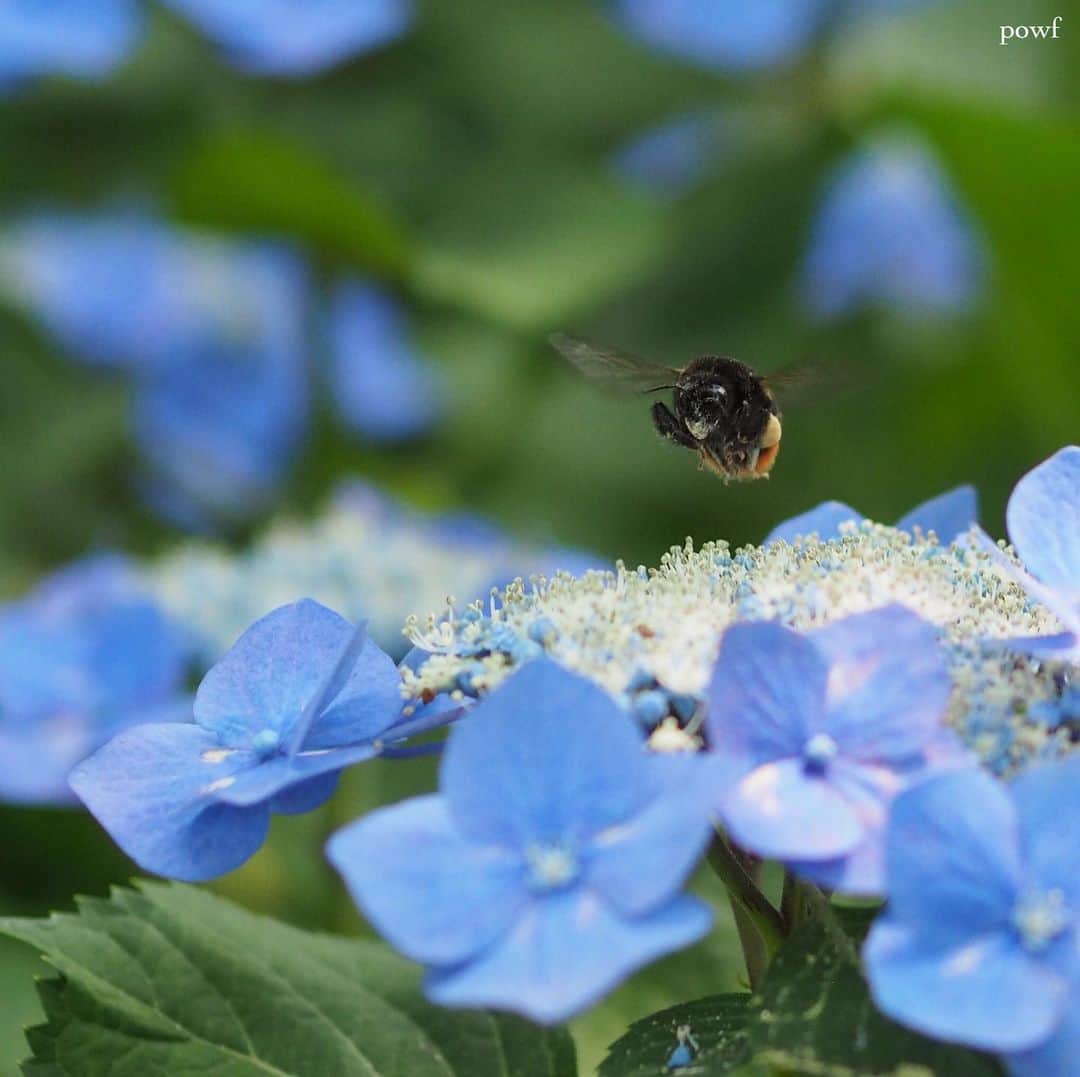 anemone_69のインスタグラム：「. ① #クマンバチ とあじさい ② コハナバチ？ とラベンダー ③ #シオカラトンボ . . .」