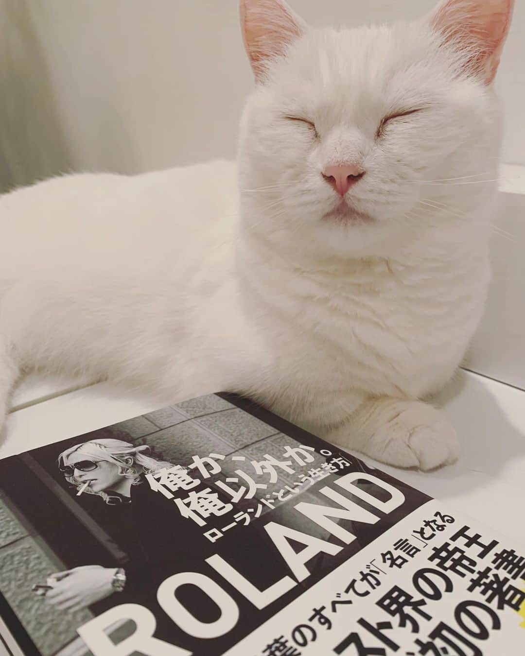 ダニョ（鈴木えみ）さんのインスタグラム写真 - (ダニョ（鈴木えみ）Instagram)「猫界ではダニョかダニョ以外だにょ #danyo #danyocawaii #munchkin #whitecat #catstagram #catlovers」6月28日 11時33分 - danyostagram