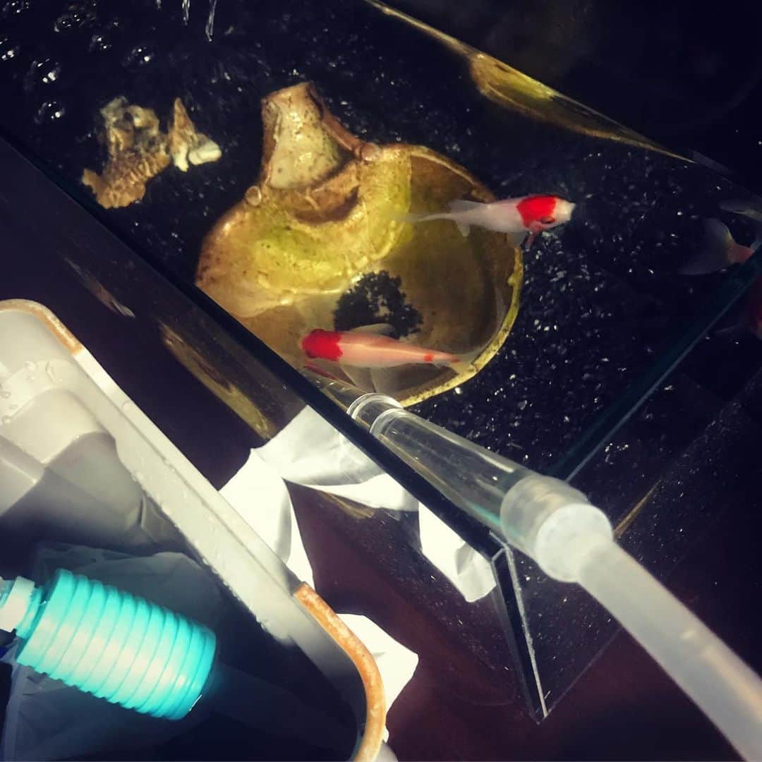のインスタグラム：「事務所サロンの水槽掃除〜水換え ◯△◻︎の三匹、育ち盛り！元気です。」