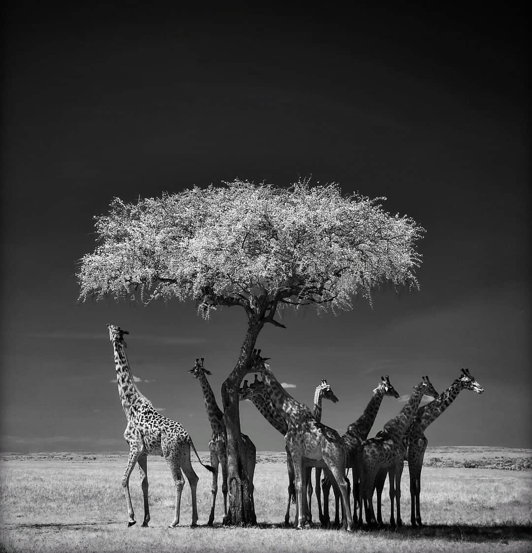 ナショナルジオグラフィックさんのインスタグラム写真 - (ナショナルジオグラフィックInstagram)「Photo by Ken Geiger @kengeiger | A tower of giraffes seeks respite and a little snack from an acacia tree in the  Maasai Mara National reserve, Kenya. Shade trees are in short supply in the Maasai Mara, so it is not uncommon to find groups of animals sheltering from the African sun. #maasaimara #giraffe #infrared #blackandwhitephotography. To explore more images of the #Africa follow @KenGeiger」6月28日 12時33分 - natgeo