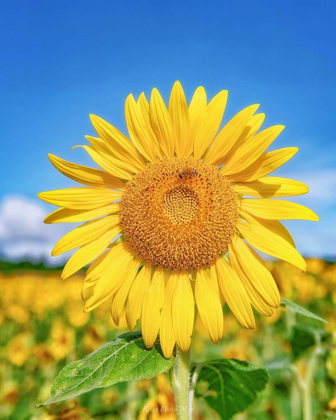 コサさんのインスタグラム写真 - (コサInstagram)「宮古島の向日葵畑は最高でした😁 🌻 Location:宮古島 Miyako / Japan Data:2019.6.2６ 🌻 #art_of_japan_ #tokyocameraclub #dpj_member #team_jp_ #IG_PHOS #photo_jpn #ptk_japan #pt_life_ #bestjapanpics #Lovers_Nippon #ブライトリング陸 #はなまっぷ #Japan_Daytime_View #LBJ_VIP #広がり同盟メンバー #nipponpic_member #sorakataphoto  #colore_de_saison #IGersJP #light_nikon #Rox_Captures #japan_of_insta #inspiring_shot #japan_great_view #bestphoto_japan #special_spot_member #raw_japan  #s_shot #ファインダー越しの私の世界 #OKINAWA41フォトコンテスト」6月28日 12時32分 - kosa_photo