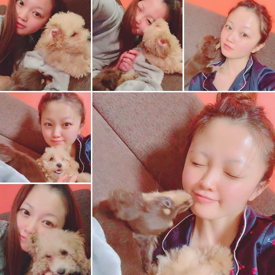 平林あずみさんのインスタグラム写真 - (平林あずみInstagram)「❤︎ くるさら🐶と一緒に写真撮りたいのになかなか撮らせてくれません😂😭💦笑 どすっぴんと光で眉毛が全くありません😹 くるさらとの毎日の生活本当に楽しい💓 幸せ💞 * #愛犬 #くるさら #マルプー #カニンヘンダックス #子犬 #愛犬家 #幸せな毎日 #いぬのいる暮らし #写真撮らせてくれない #🐶 #可愛いワンコ #親バカ」6月28日 13時30分 - azumin0415