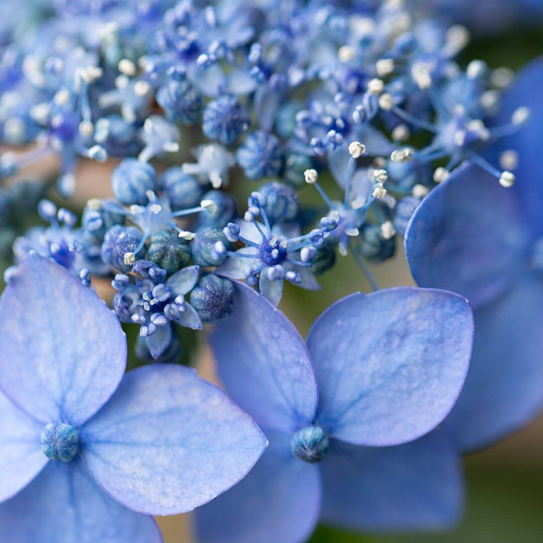 DECENCIA(ディセンシア)さんのインスタグラム写真 - (DECENCIA(ディセンシア)Instagram)「紫陽花の花言葉が、「無常」とされている理由は諸説ありますが、その花の色が時期によって変化するから、とも言われています。 ・ 「無常」とは元来、仏教の教義のひとつで、この世の全てのものは、絶えず生まれ、滅び、変化する。 つまりは「永遠不変のものは無い」という概念を差す言葉です。 ・ 鴨長明は「方丈記」の冒頭、「ゆく河の流れは絶えずして、しかも、もとの水にあらず」と記しましたが、これもまた「無常」をあらわす表現のひとつです。 ・ 結局のところ私たちは「今 –present-」を生きています。 ・ その一瞬前も、その先も絶えず生々流転していくという世の無常が示すのは、例えば、目の前の紫陽花の美しさに目を奪われて、心が豊かに色づく、そんな瞬間だったり、頬をなでる風の柔らかさだったり、永遠に留めることが出来ない一瞬の連続の中で生きていくという事なのだと思います。 ・ ちなみに、一見花に見える部分は、実は花ではなく萼（がく）片で、その中心にある小さな点のような部分が、実は花弁です。 //////// Photo : @namiko_kitaura_photography 撮影協力 : @vof.g #紫陽花 #hydrangea #アジサイ #あじさい #花言葉 #無常 #鴨長明 #方丈記 #今を生きる #萼片 #花弁 #花 #梅雨 #雨 #flower #flowers #present #敏感肌はどこまでも美しくなれる #DECENCIA #decencia #ディセンシア #敏感肌 #化粧品 #研究 #現代女性 #スキンケア #敏感肌スキンケア #敏感肌化粧品 #敏感肌コスメ #肌ケア」6月28日 19時20分 - decencia_official