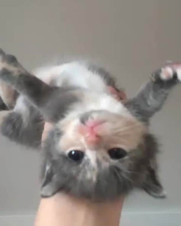 のインスタグラム：「Just keep swimming.. just keep swimming ⠀ ⠀ 📹@laura_and_her_cats ⠀ #meowed #fosterkitty #adoptdontshop #swimming #makingbiscuits」